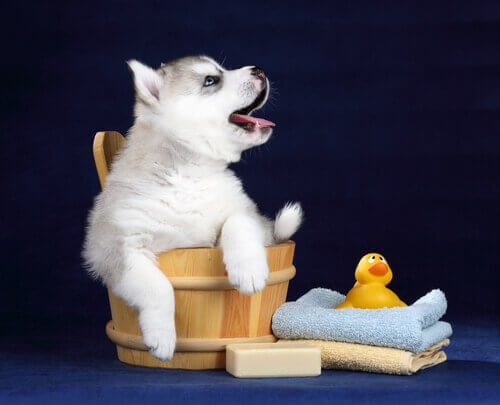 hund i meget lille badekar
