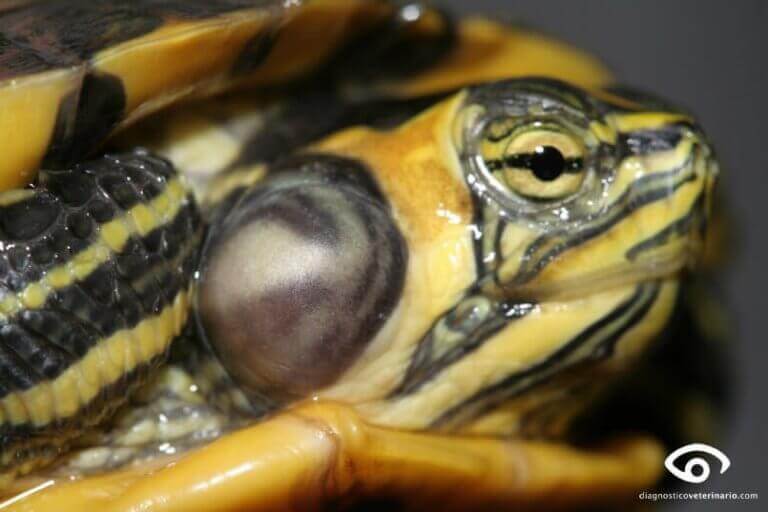 nærbillede af hovedet på en skildpadde
