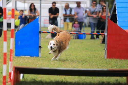 Ejer træner en hund ved hjælp af agility