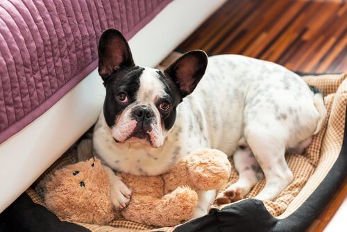 En hund med bamse i seng viser, hvordan nogle hunde urinerer i sengen