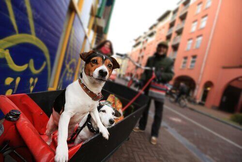 Hunde på tur i by, selvom forurening er skadeligt for hunde i byerne