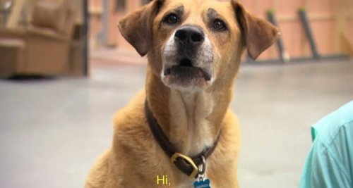 Hunde i film: Hollywoodhunden Kato