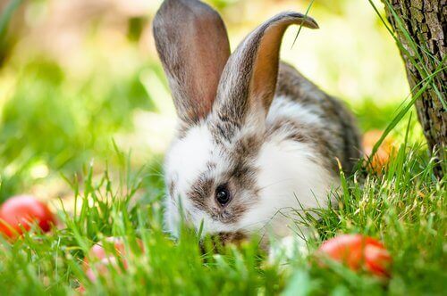 Kanin på græs