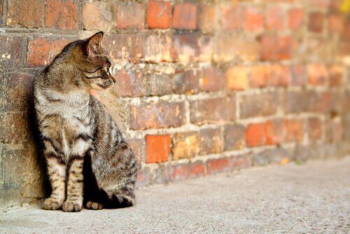 Kat, der sidder ved en murstensvæg
