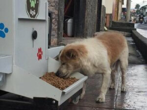 Gadehunden er sulten, hvem hjælper den?