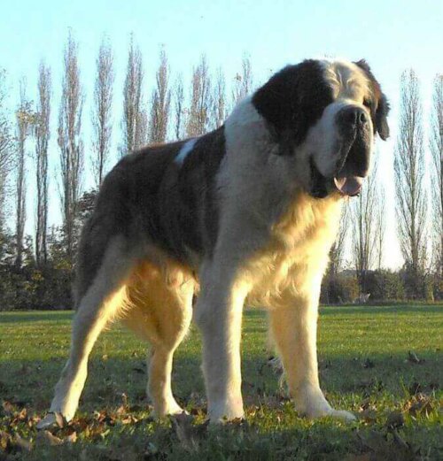 Sankt bernhardhunden er en høj, robust brun hund med meget stærke knogler, men med en sød, medfølende personlighed