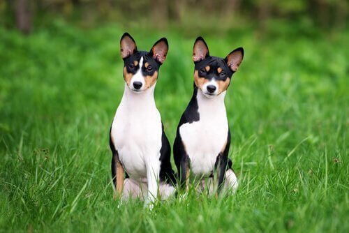 To hunde på græs