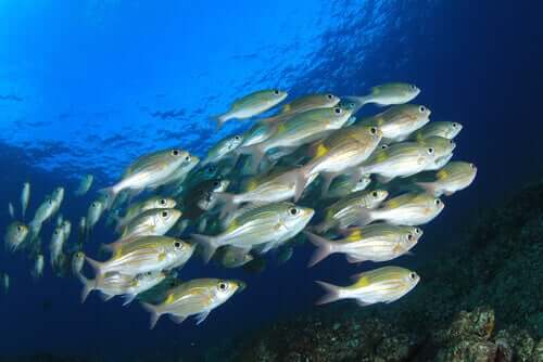 Fisk svømmer i marine reservater