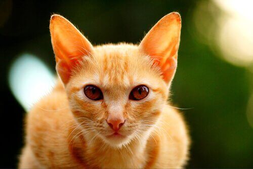 En orange kat med rejste ører