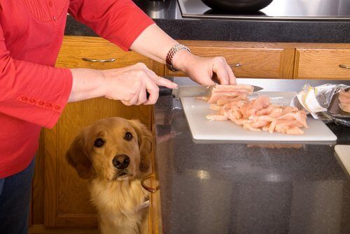 Kvinde laver mad med hund ved siden af trods risikoen for brandsår hos dyr