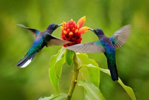 Kolibrier flyver om blomst