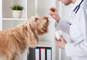 Bør jeg give en hund vitaminer?