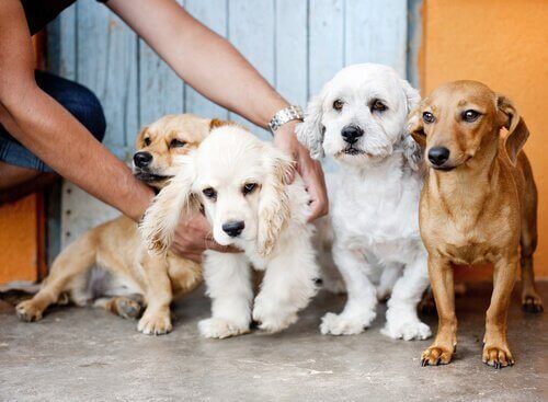 Hunde på række viser, hvordan selskab af hunde kan få en til at sige farvel til ensomhed