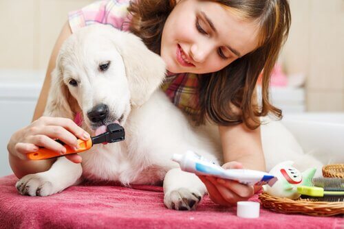 Pige børster tænder på en hund