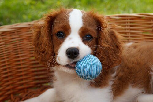 De fleste hunde elsker at lege med en bold