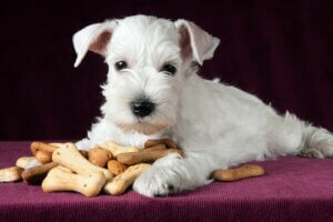 Hjemmelavede sunde snacks til hunde