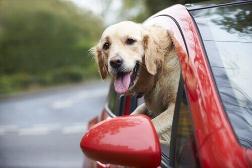 Hund i bil med hoved ud af vindue