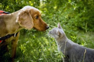 Kan hunde og katte være venner?