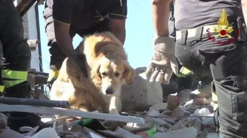 Efter jordskælvet: En hund blev reddet 9 dage senere
