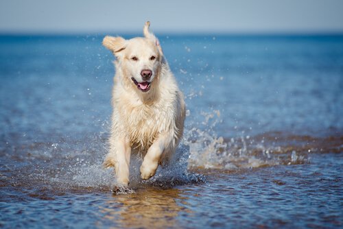Hund løber i vandkant på stranden