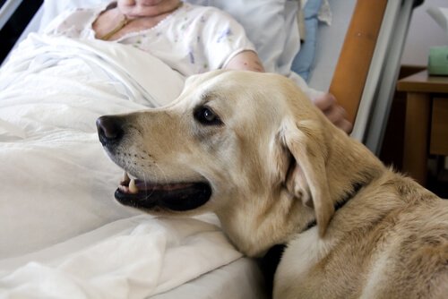Hund ved ejers side på sygehus