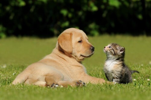Hund og kat på græsplæne