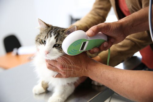 For højt stofskifte hos katte kan behandles af dyrlæger