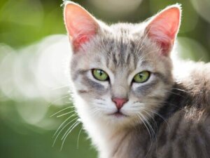 Forhøjet stofskifte hos katte: Årsager og behandling