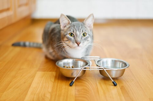 Kat med madskål foran sig