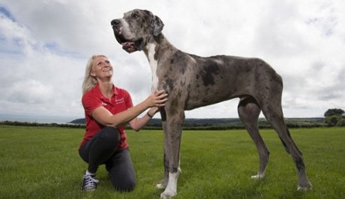 Har du mødt verdens højeste hund?