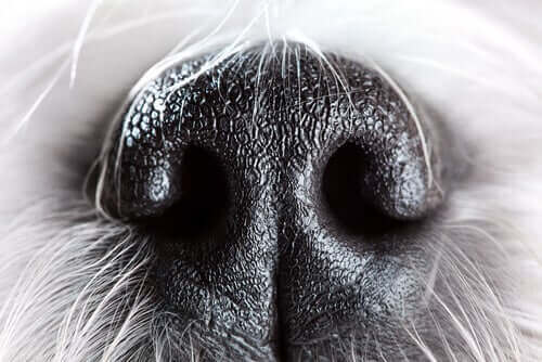Snuden på en hund illustrerer en højt udviklet lugtesans