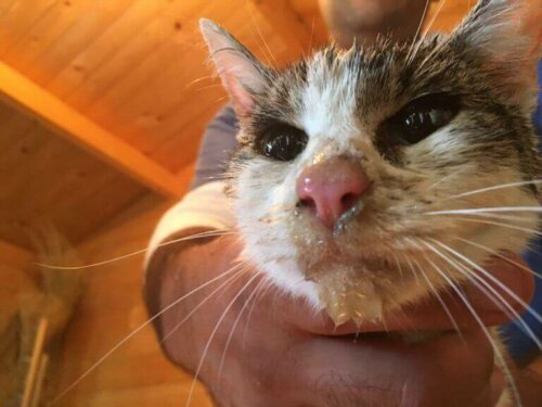 Denne kat blev reddet ud af murbrokkerne efter et jordskælv