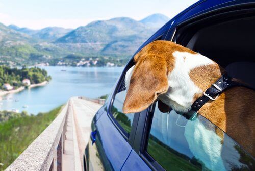 Hund kigger ud af bilvindue