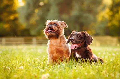 To hunde sidder sammen på græs