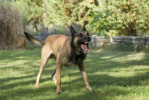 Aggressiv hund viser tænder