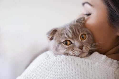 Leukæmi hos katte: Årsager, symptomer og behandling