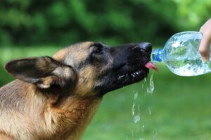 En hund drikker vand af flaske