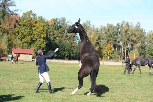 En hest kan fornemme menneskers frygt baseret på kropssprog