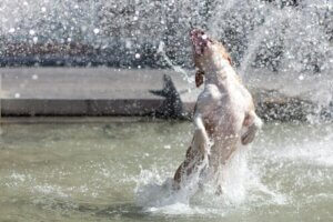 Hund hopper i vand