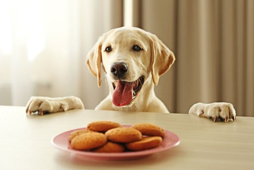 Person prøver at vinde en hunds respekt gennem mad