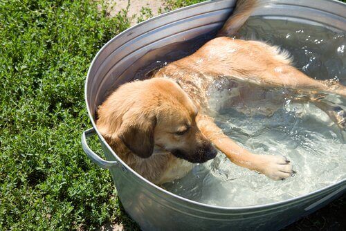 Hunde og hedeslag: Hund afkøles i et karbad