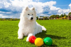 Hund med bolde