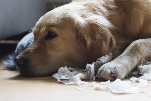 Hund på gulv har ødelagt papir som følge af ikke at lære hunde selvkontrol
