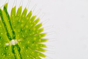 Planteplankton til hunde: Hvad er det?