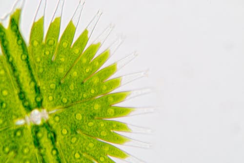 Planteplankton til hunde: Hvad er det?