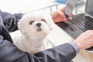 Kæledyrsvenlige arbejdspladser: Tag din hund med på arbejde