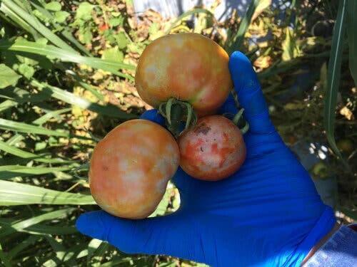 Vira på tomater illustrerer, at vira ændrer dyrs adfærd