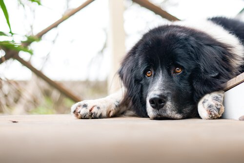 Kan hunde have følelsesmæssige problemer?