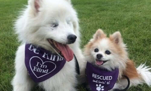 Et smukt venskab mellem en blind hund og hans førerhund