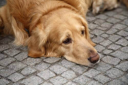 Trist hund ligger på fliser